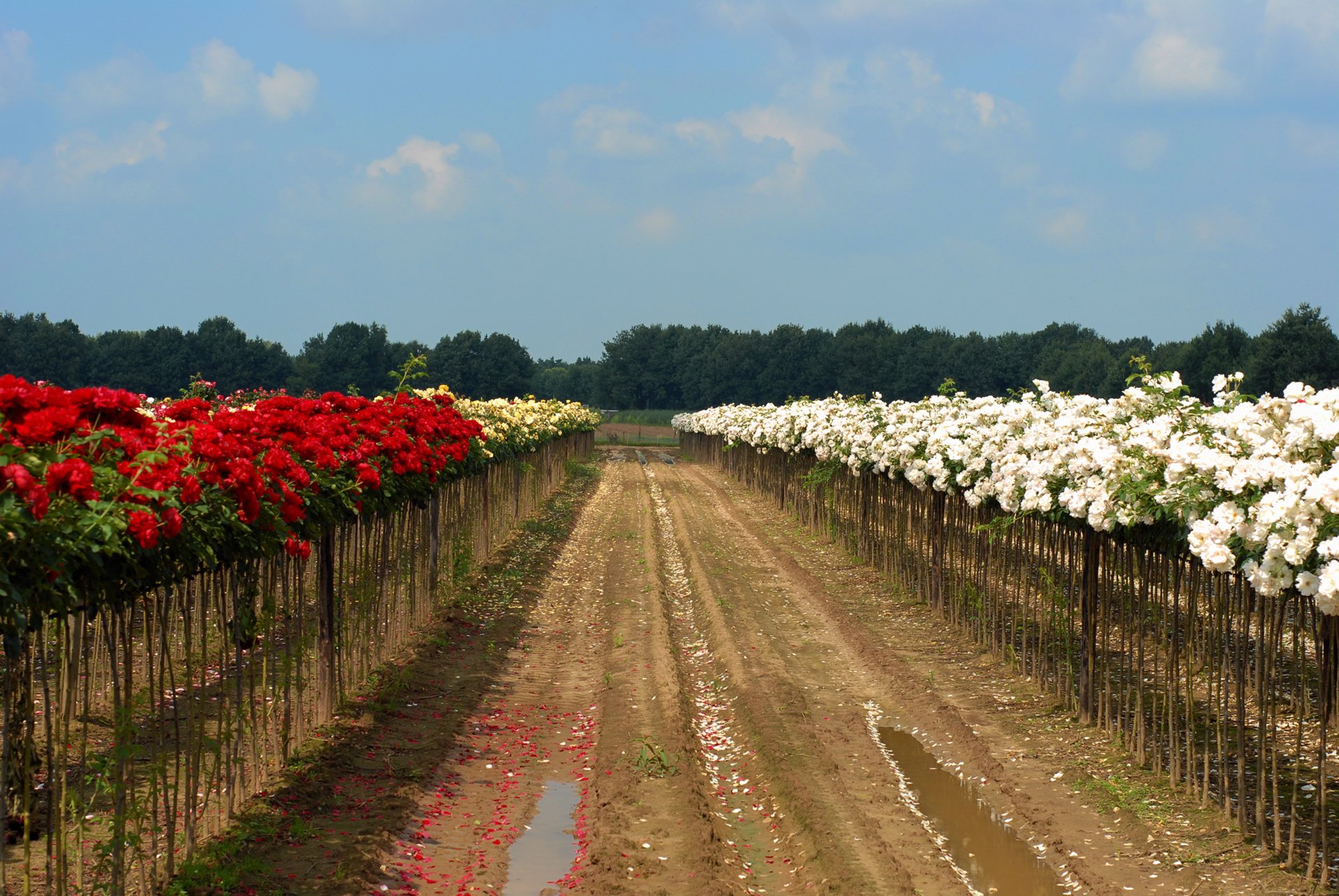 hollanda manzaraları - 3