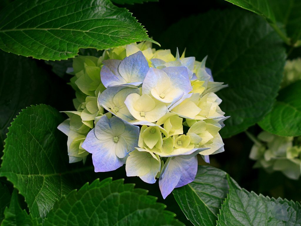 hydrangeas-1346495580