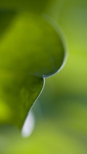 iPhone 5 Yeşil Yaprak Arkaplan 5