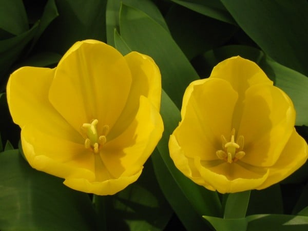 ikili süper sarı çiçek