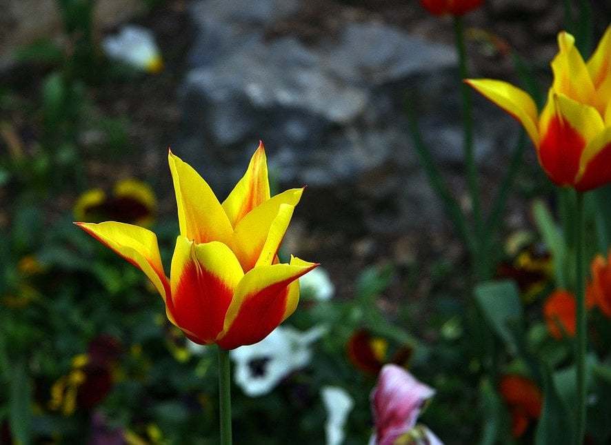 istanbul`da lale zamanı