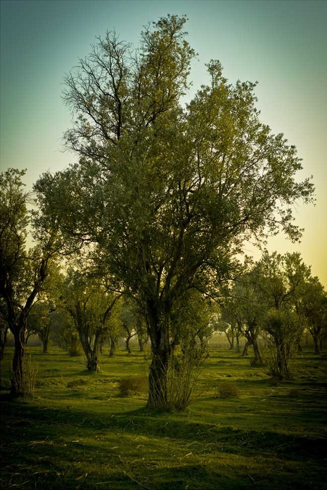 izmir ahmet efendi resimleri