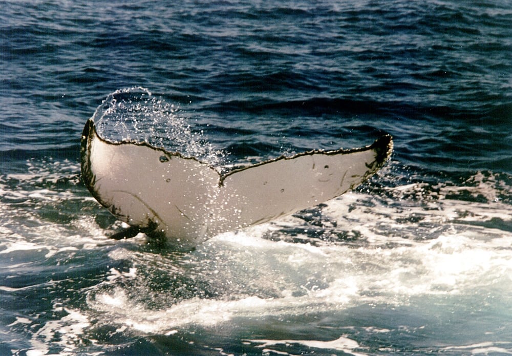 Kambur balina-2