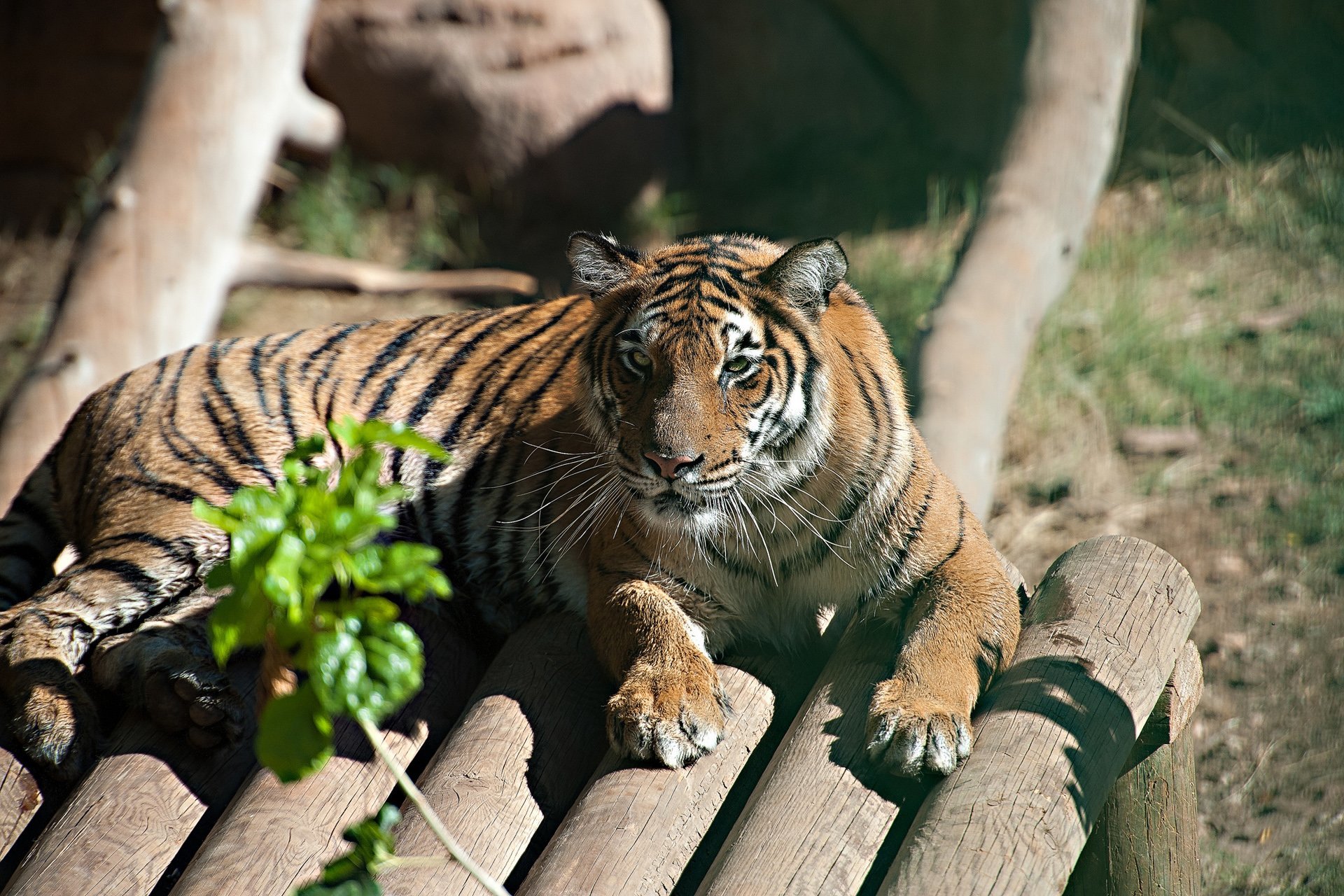 kaplan görüntüleri