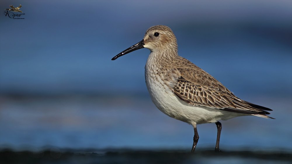 kara karınlı kum kuşu