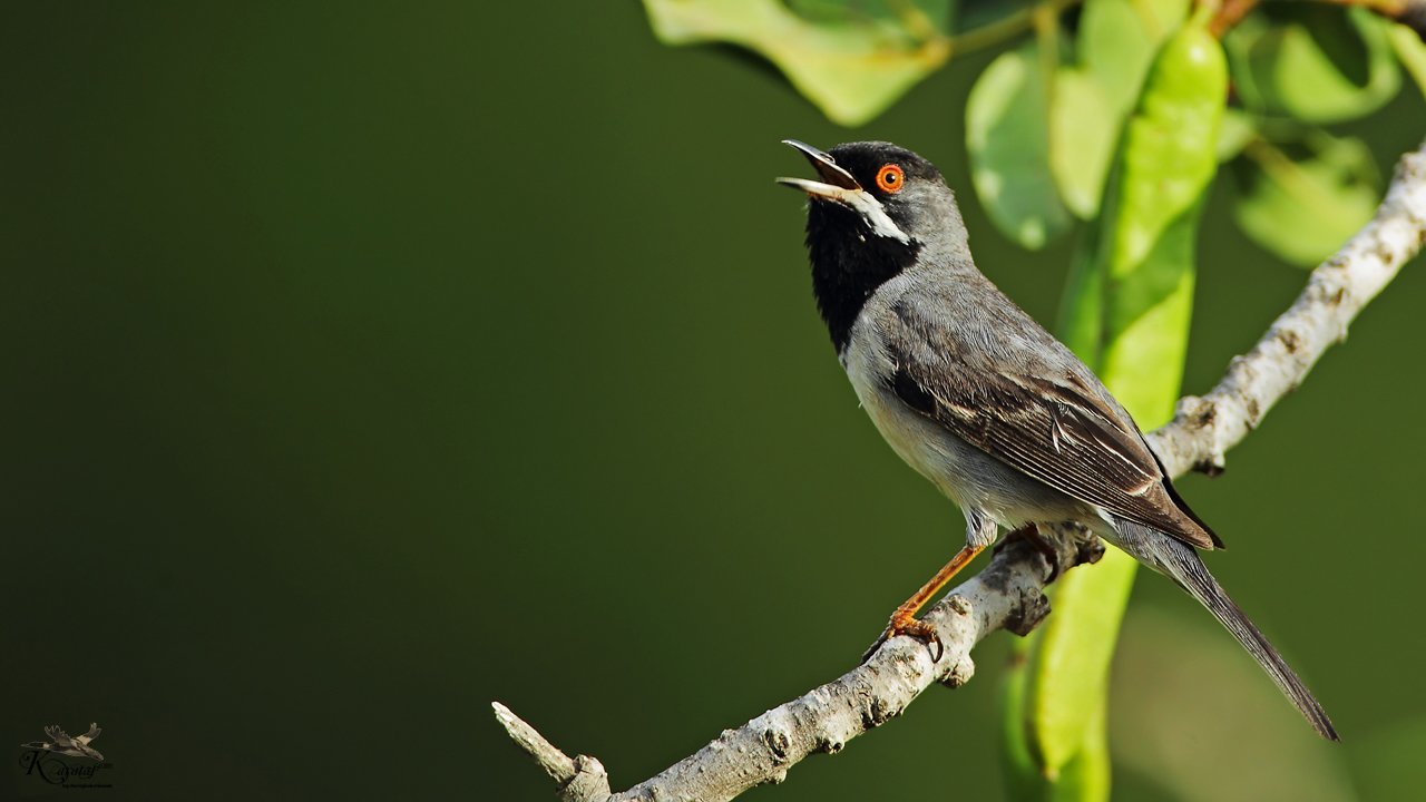 karaboğazlı ötleğen