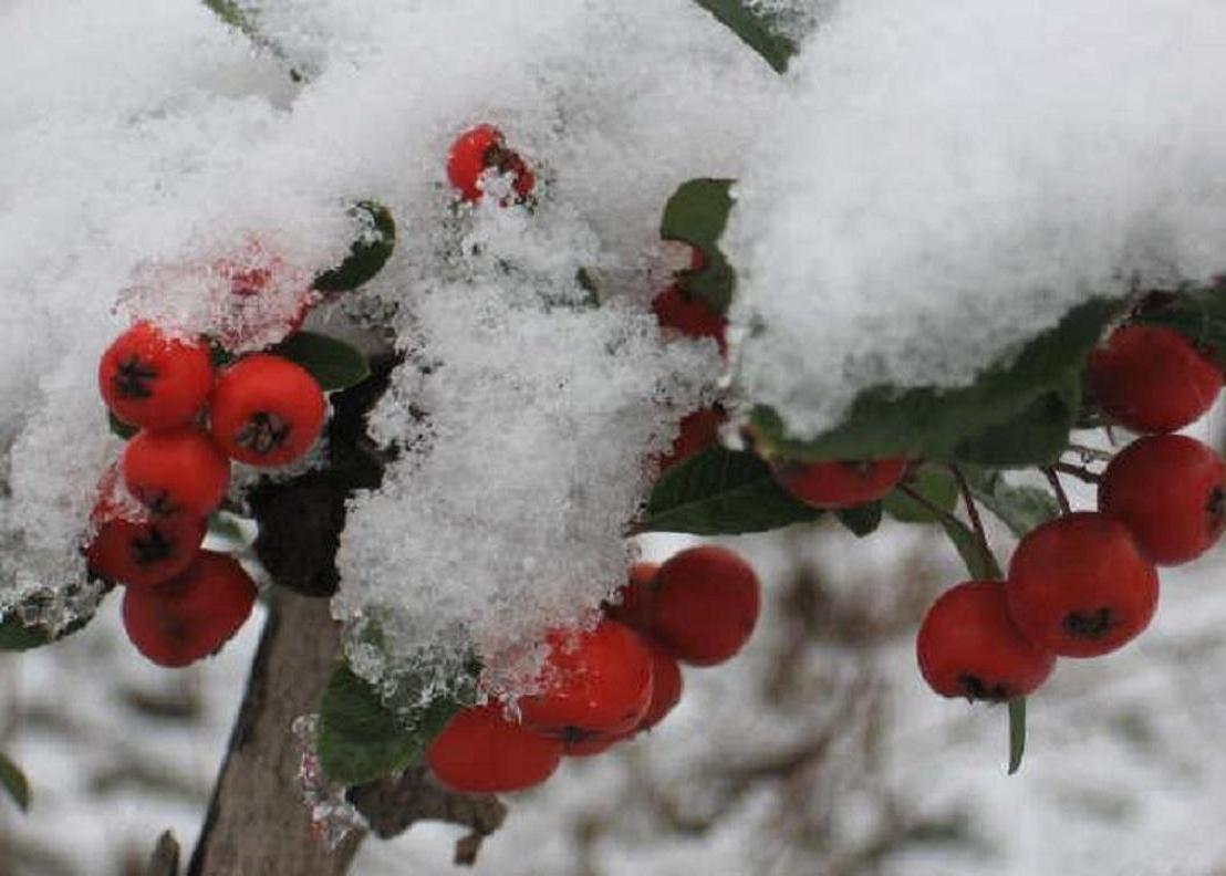 karli-meyveler-2-1298663956