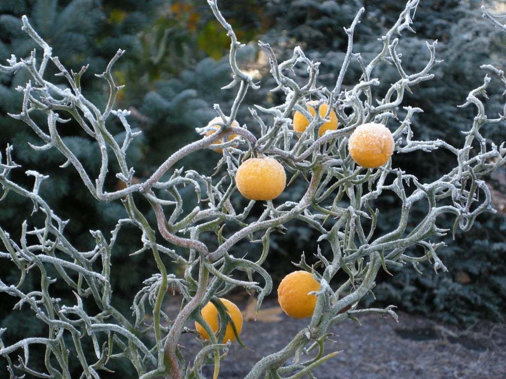 karli-meyveler-5-1298664355