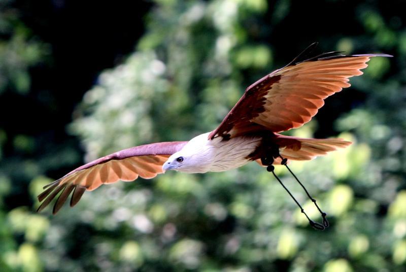 kartal görüntüleri