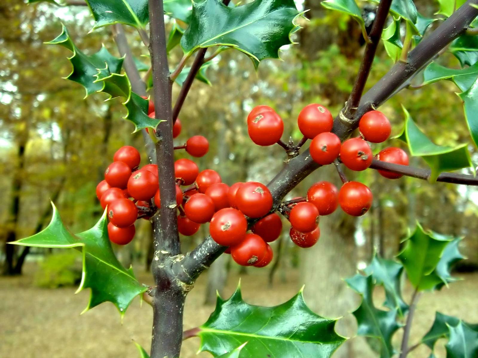 kartopu-viburnum-1303931925