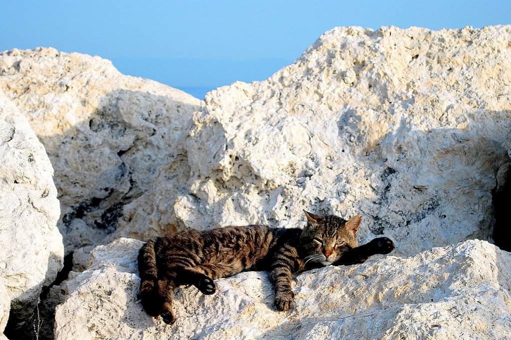 kedi fotoğrafları - 2