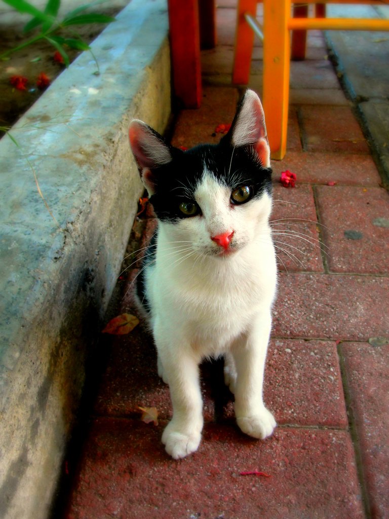 kedi fotoğrafları - 3