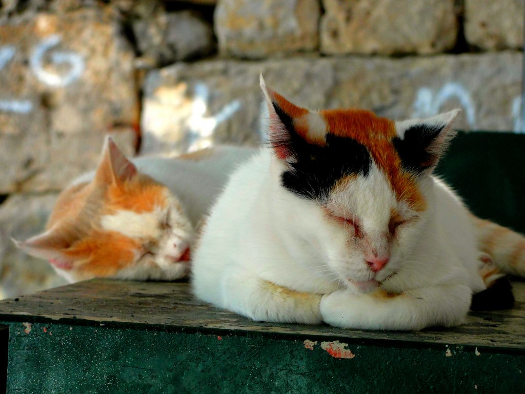 kedi fotoğrafları - 4