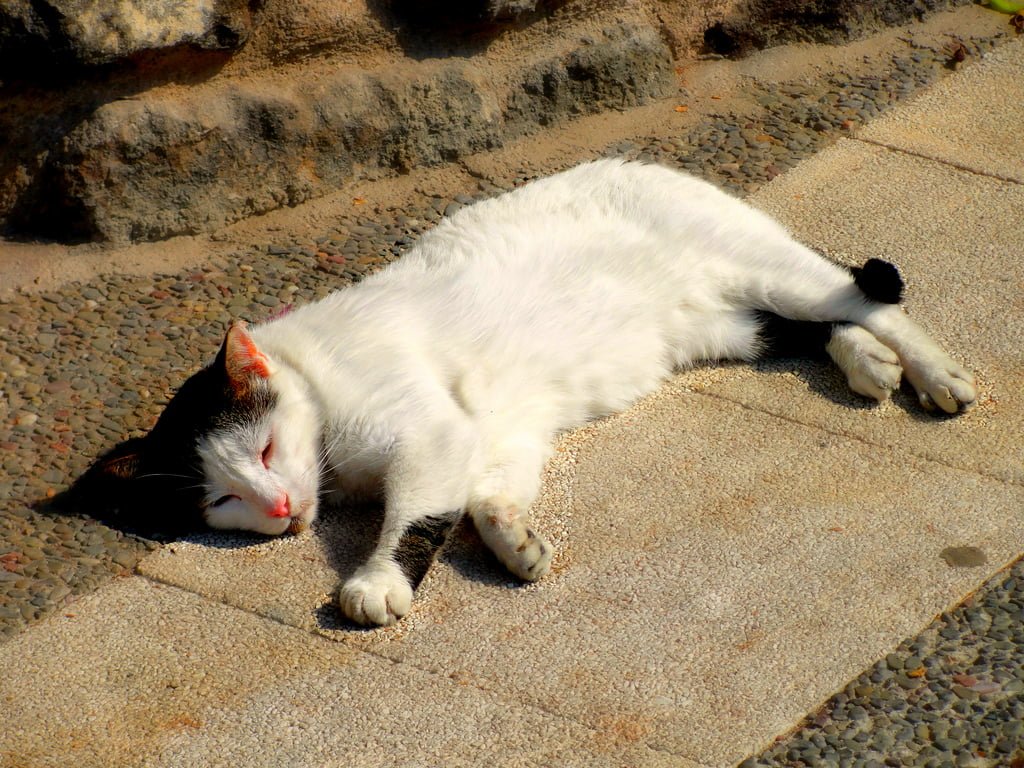 kedi fotoğrafları - 5