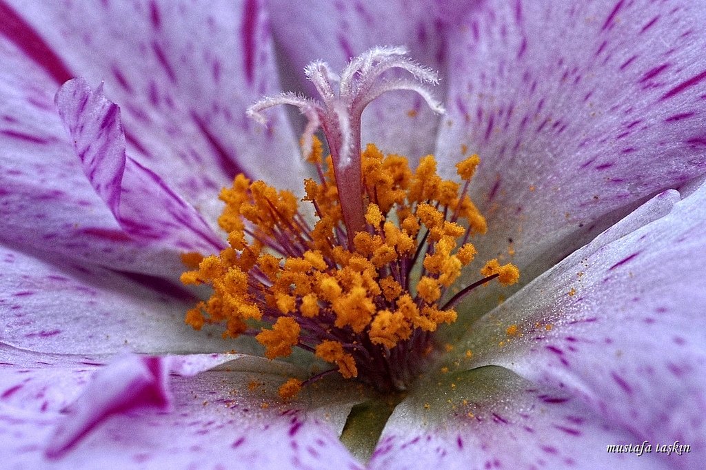 kedi tırnağı fotoğrafları