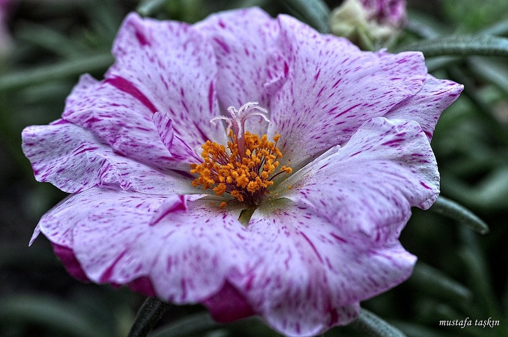 kedi tırnağı resimleri