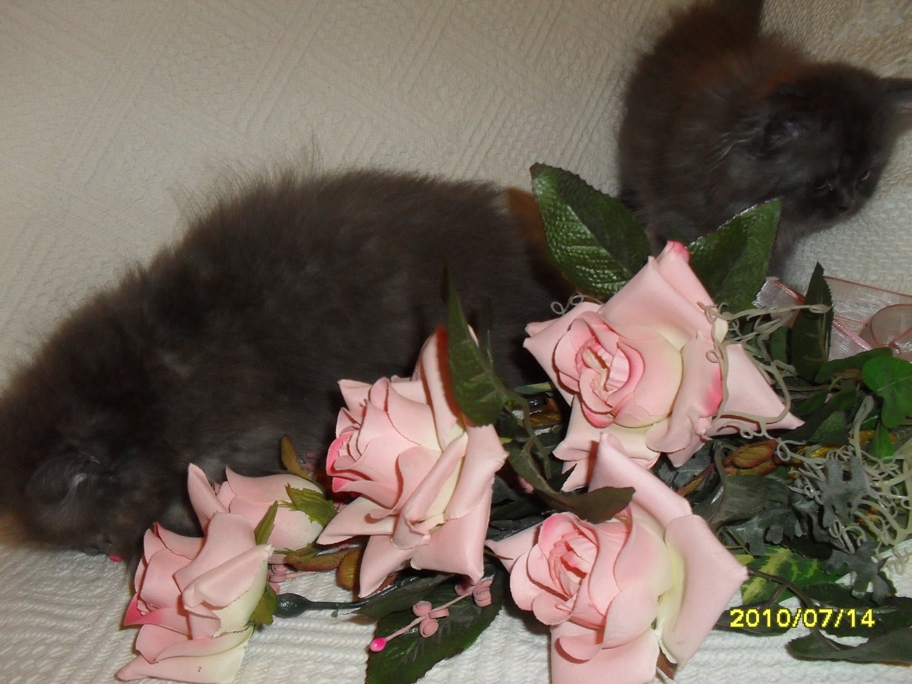 kediciğim ve güller