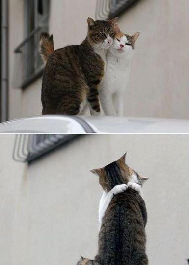 kedilerin müthiş aşkı