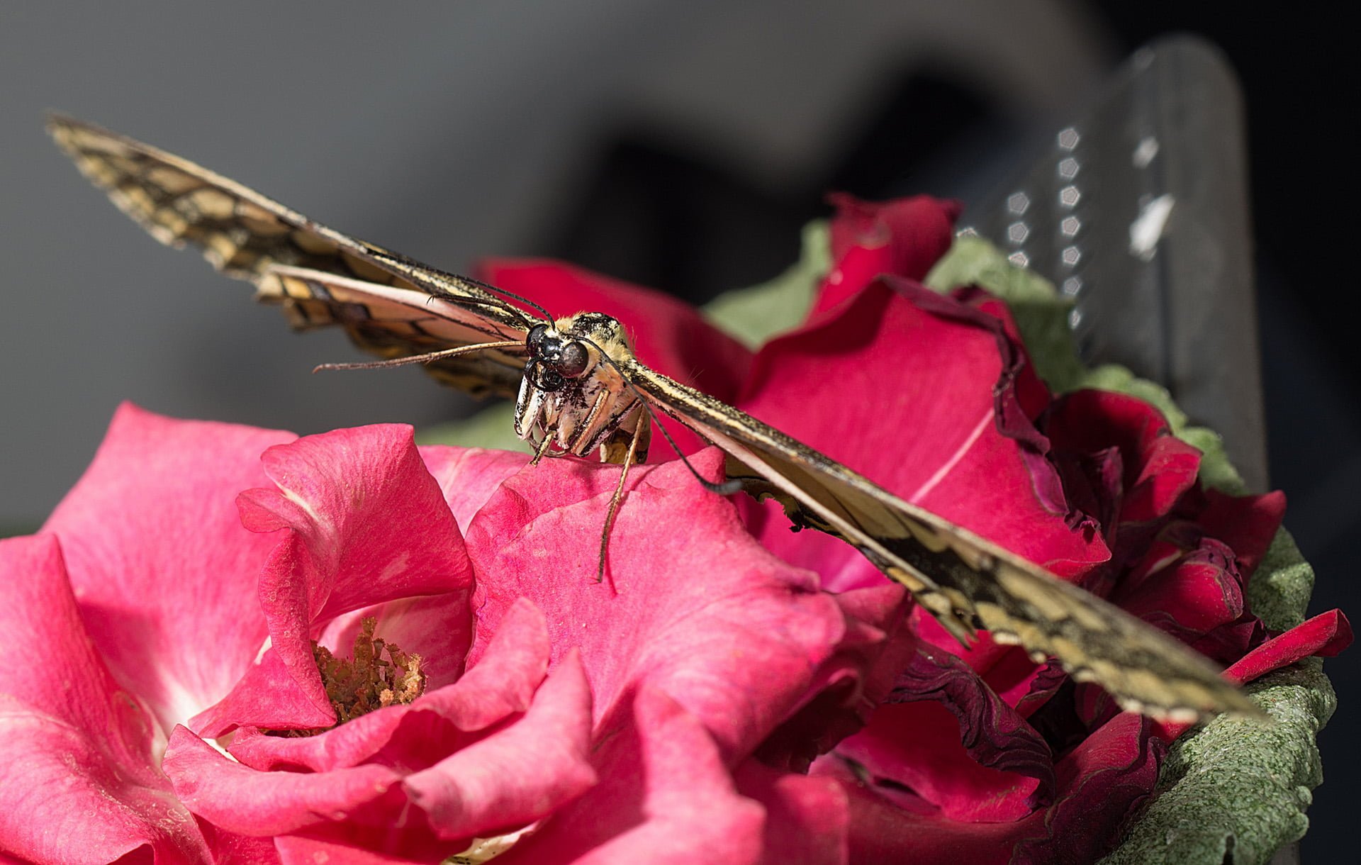 kelebek fotoğrafları - 2