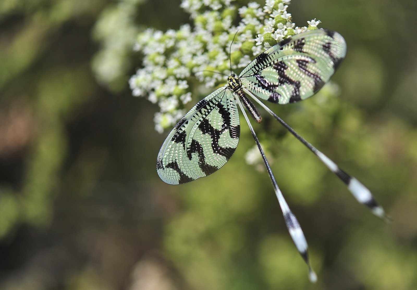 kelebek fotoğrafları - 3