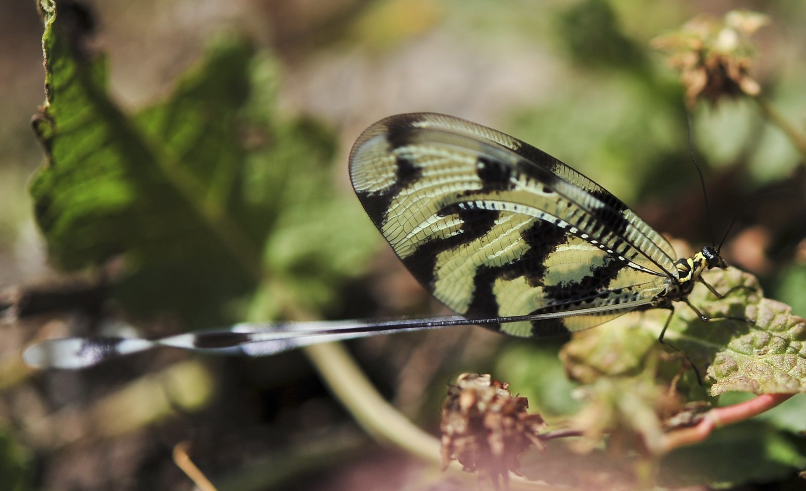 kelebek fotoğrafları - 4