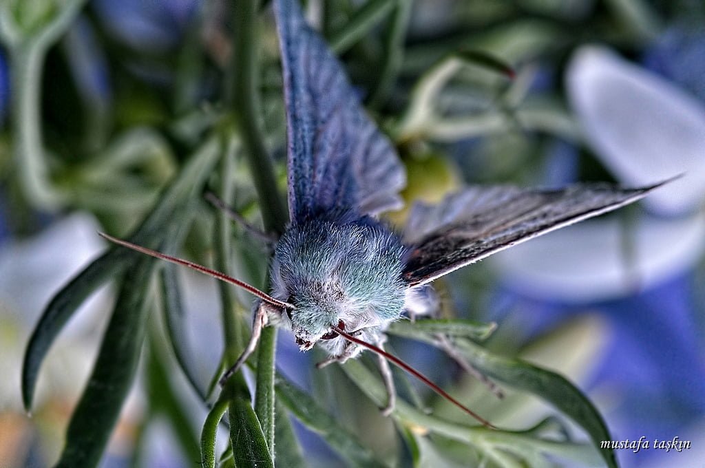 kelebek fotoğrafları