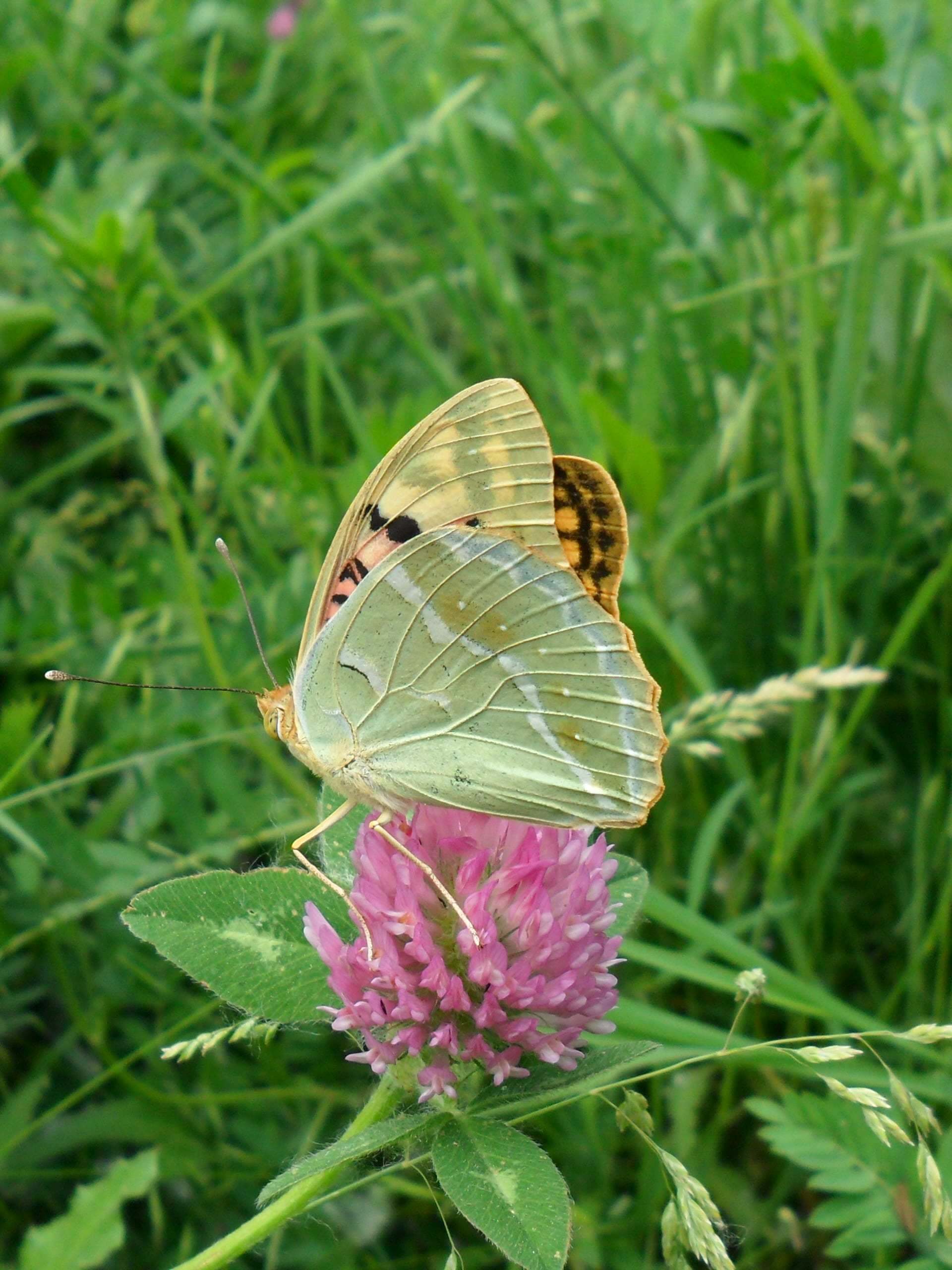 kelebek görüntüsü
