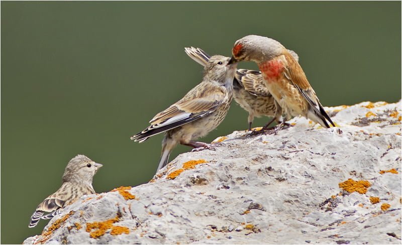keten kuşu fotoğrafı