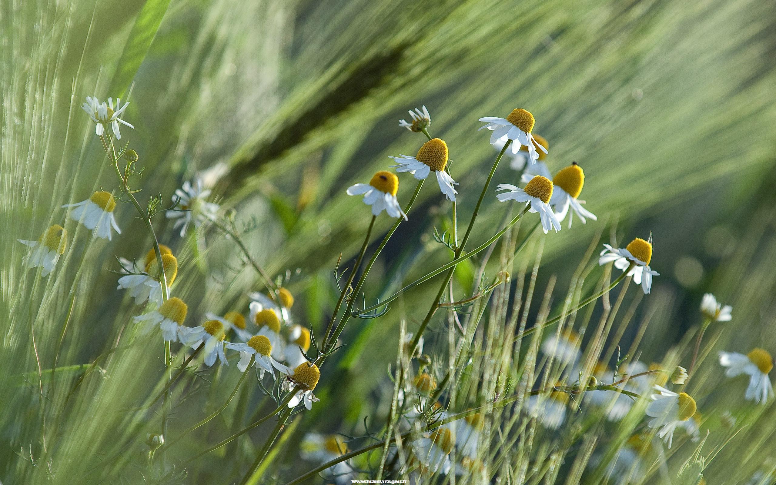 kir-papatyalari-1338483146