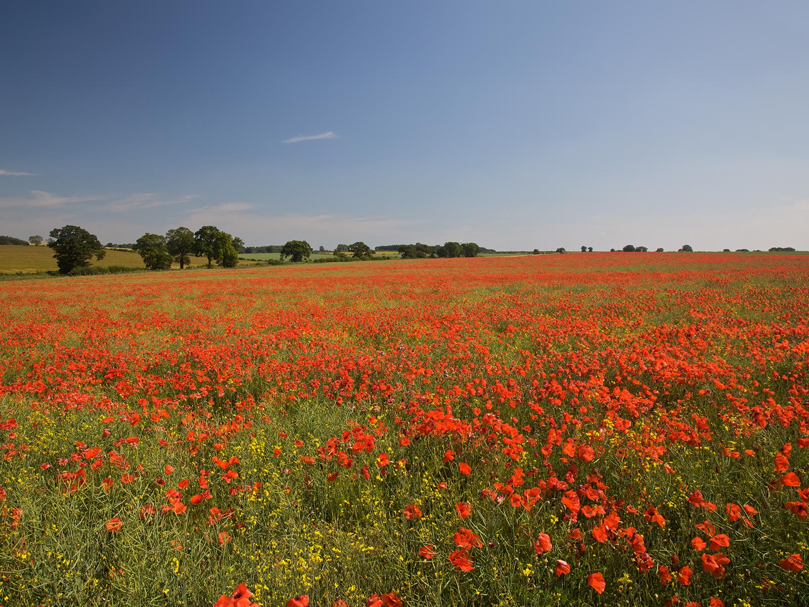 kirmizi-hashas-cicekleri-1301513869