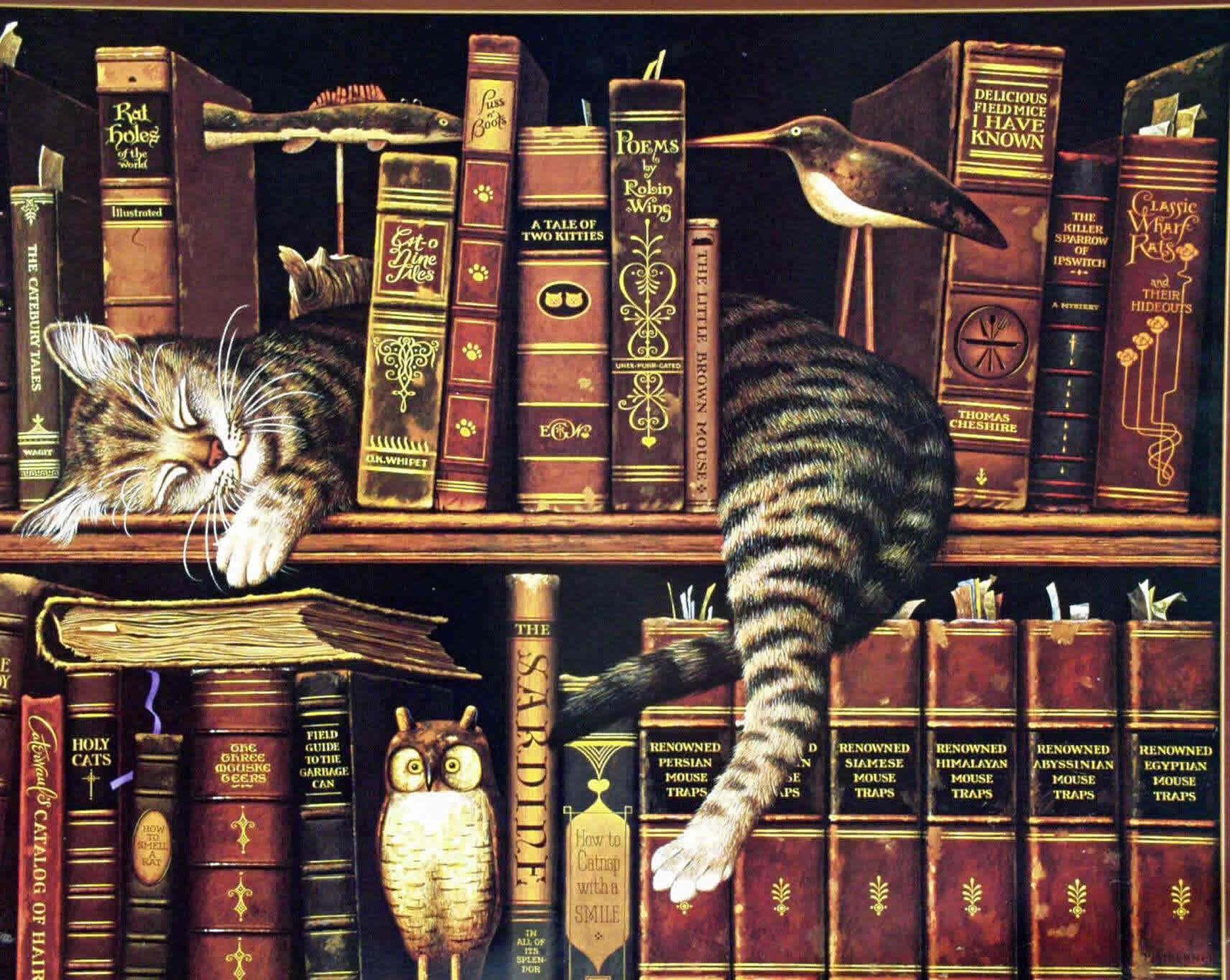kitapların arasındaki kedi