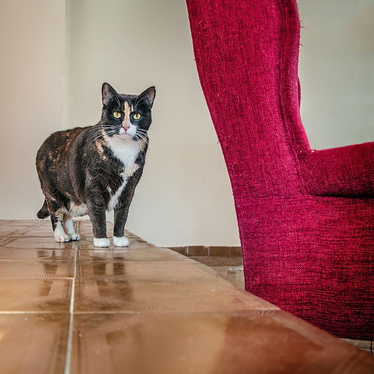 Kedi Halleri Manzara Resimleri