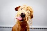 Komik köpek ve spagetti..