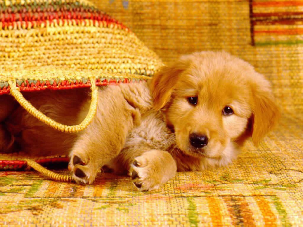 kopek-resimleri-2-1287679170