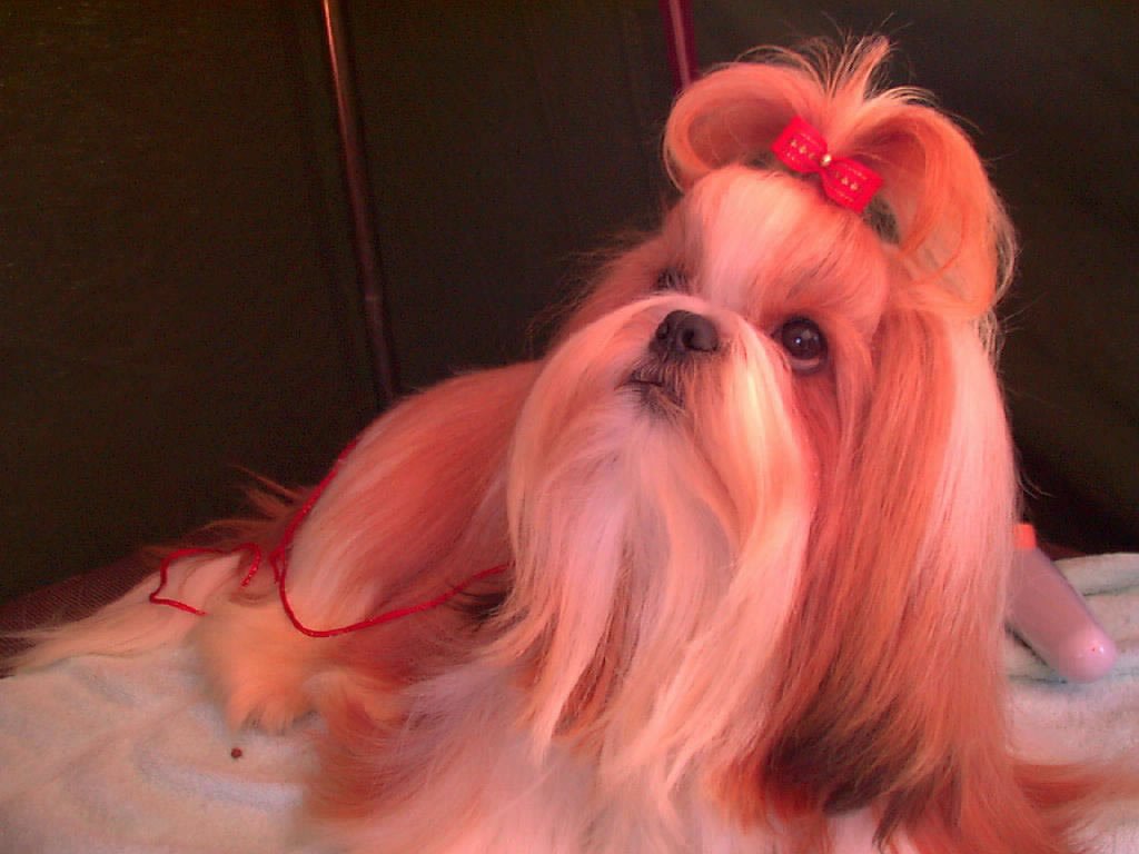 kopek-resimleri-4-1287680986