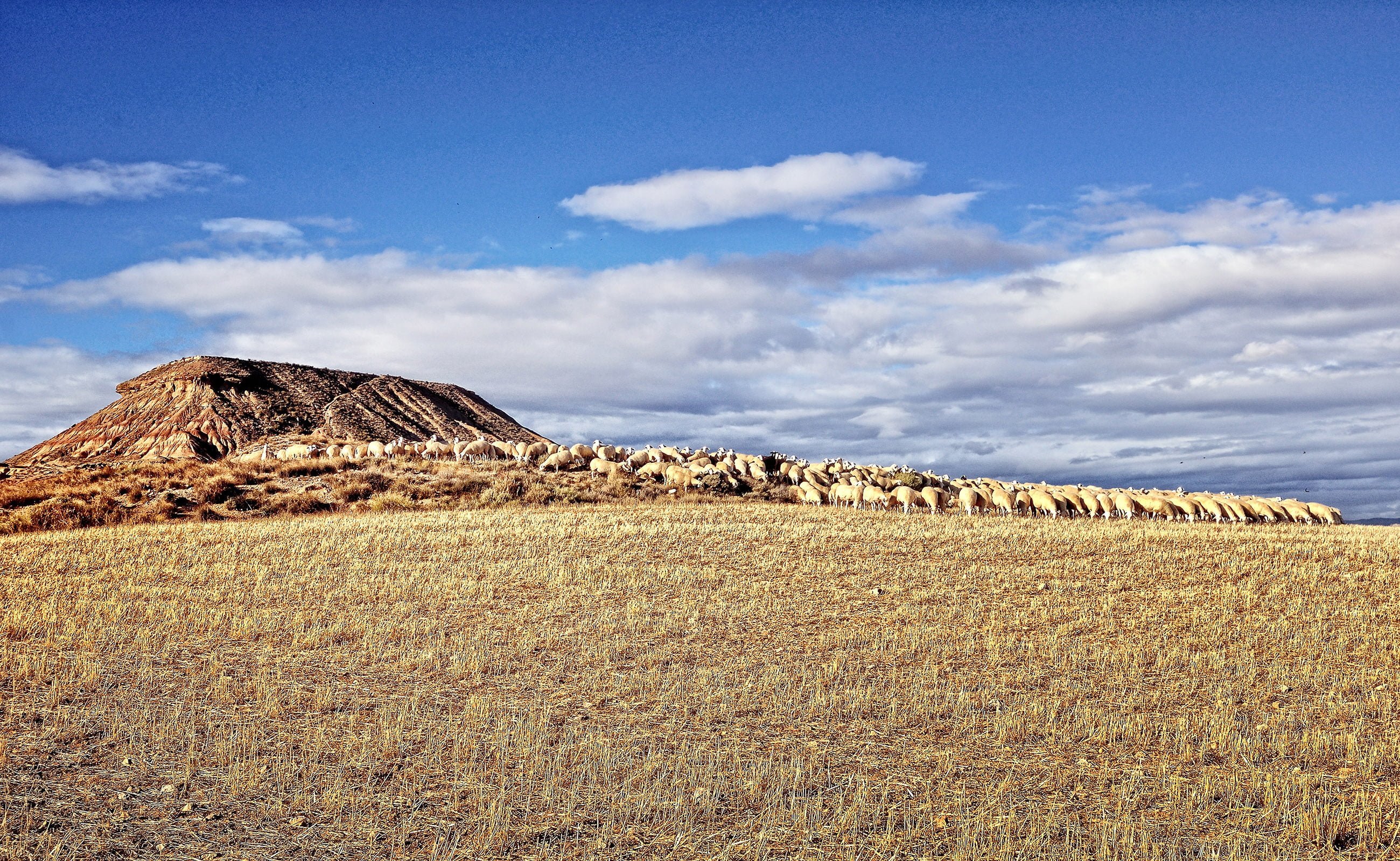 koyun sürüsü resmi