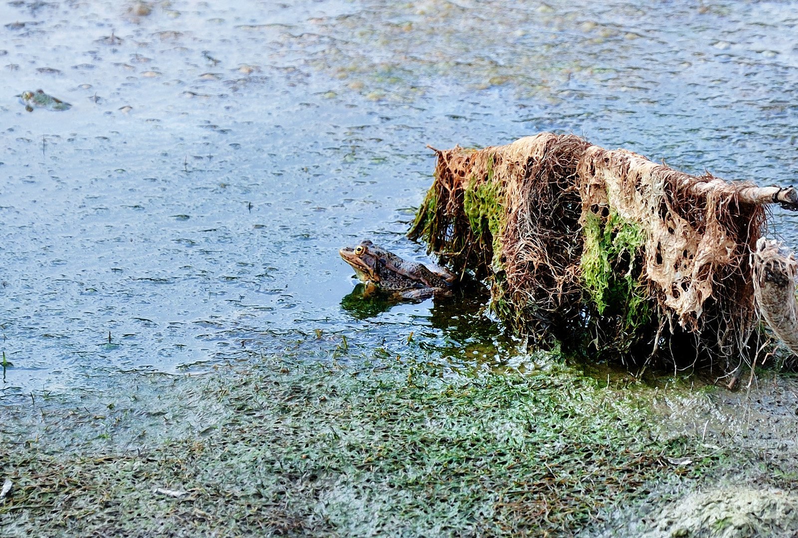 kurbağa fotoğrafı