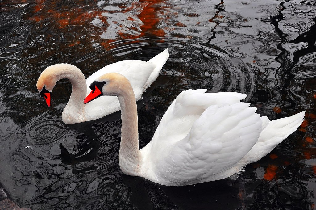 kuğu fotoğrafları