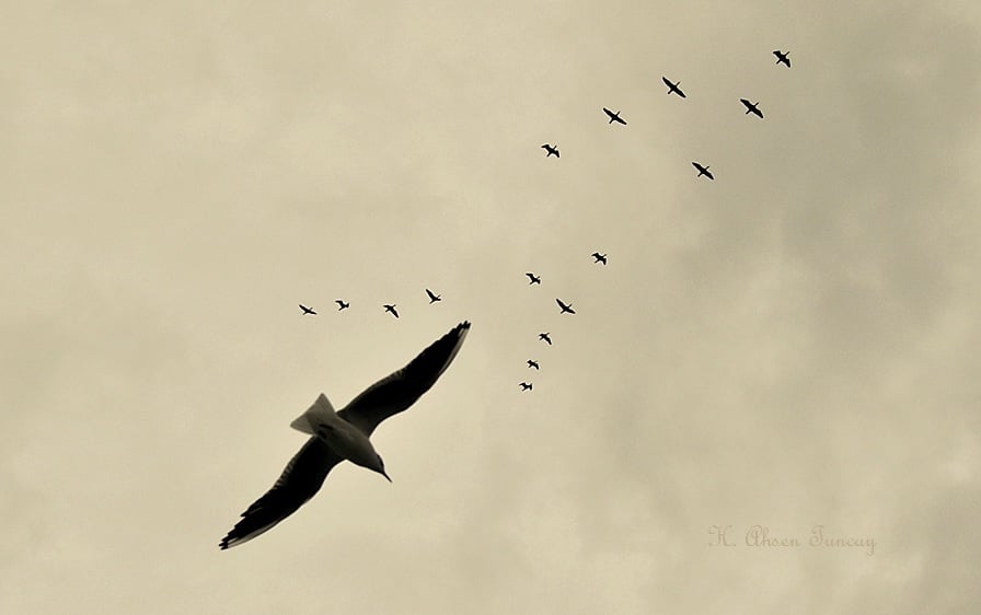 kuşlar toplanmış göçüyor