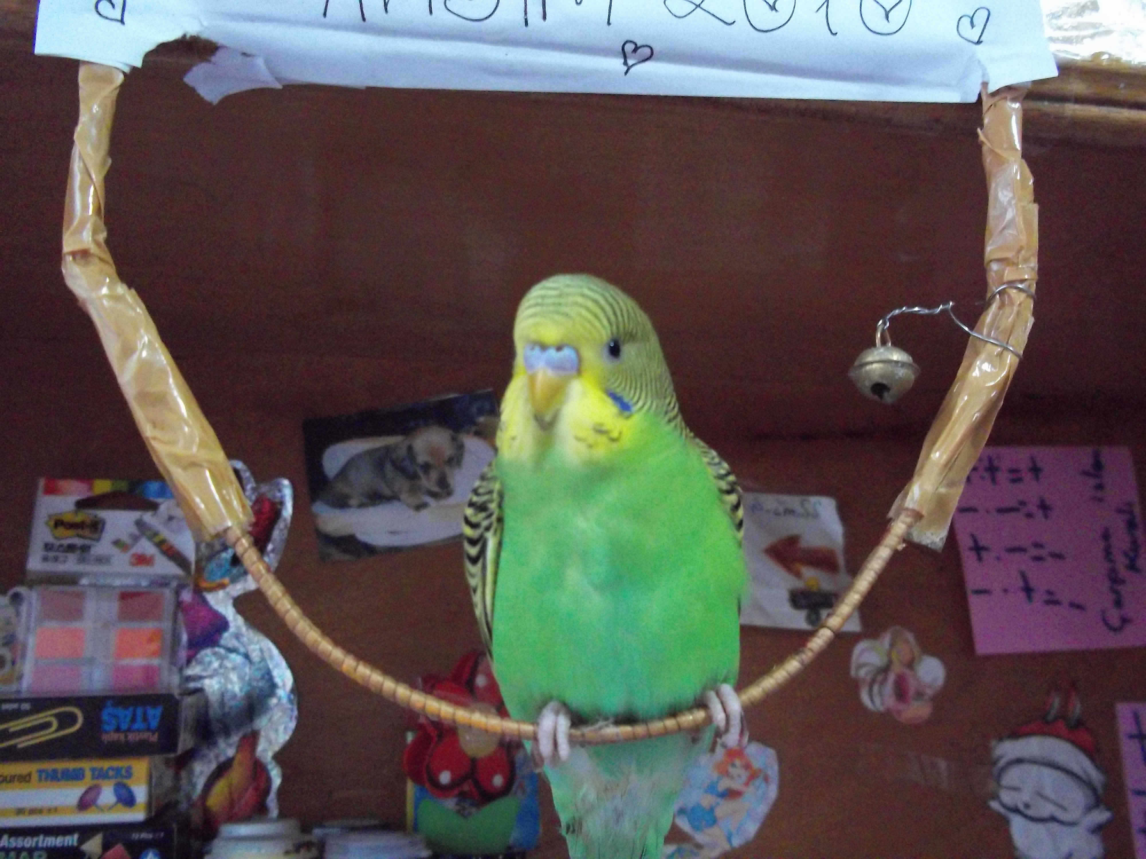 kuşun adı fıstık