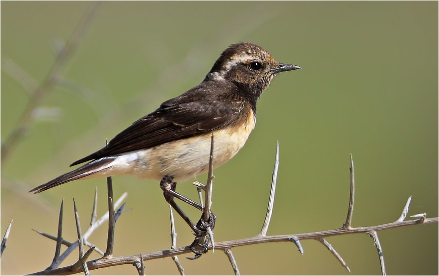 kıbrıs kuyrukakanı