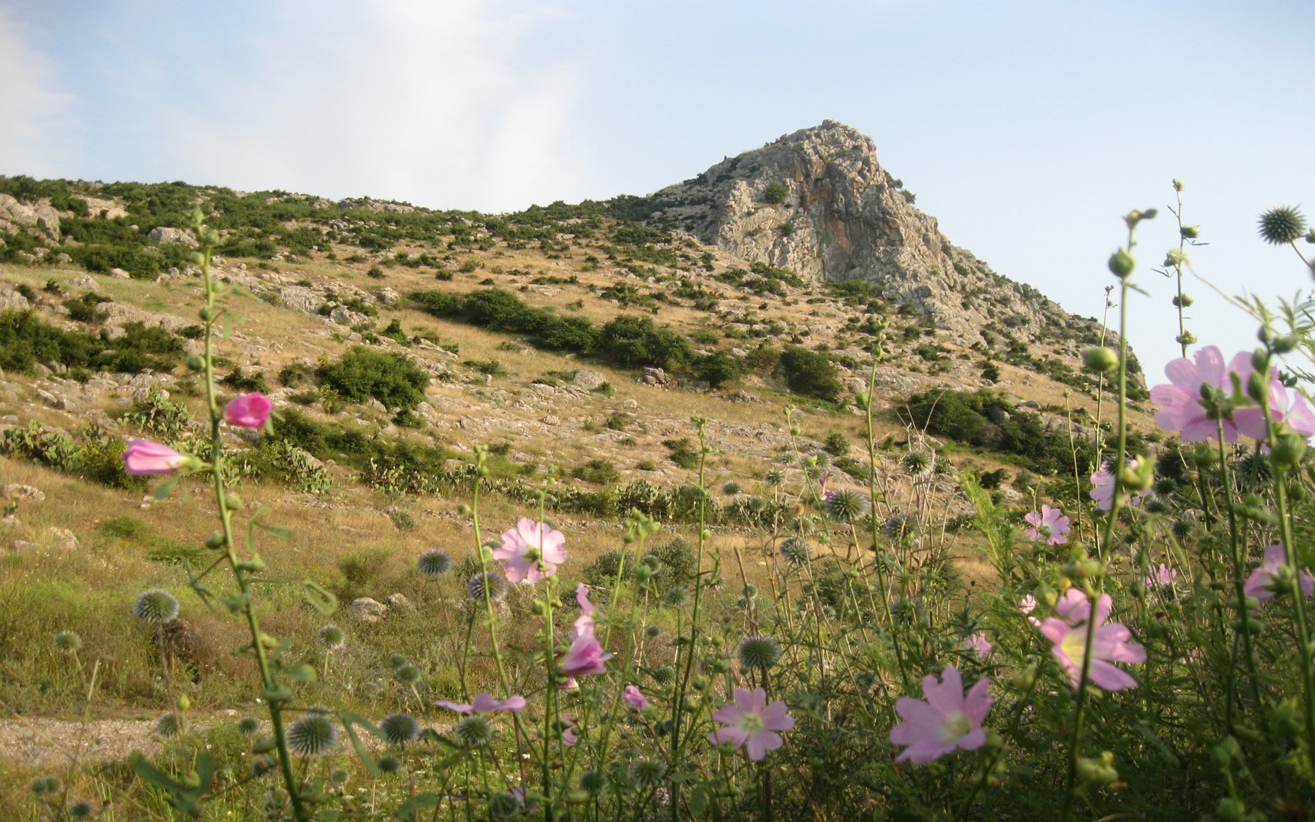 kır çiçekleri - 3