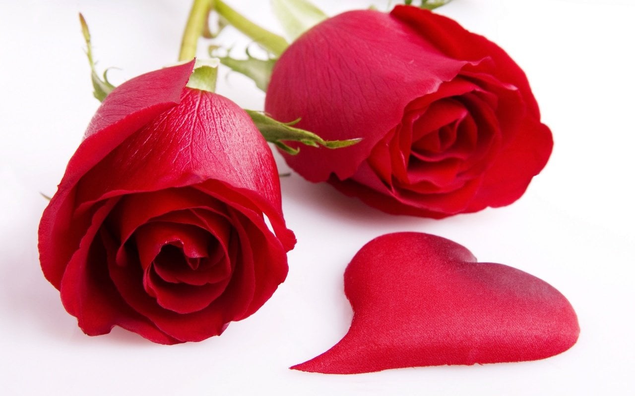 kırmızı güller ve kalp