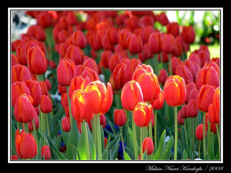 kırmızı güzel laleler