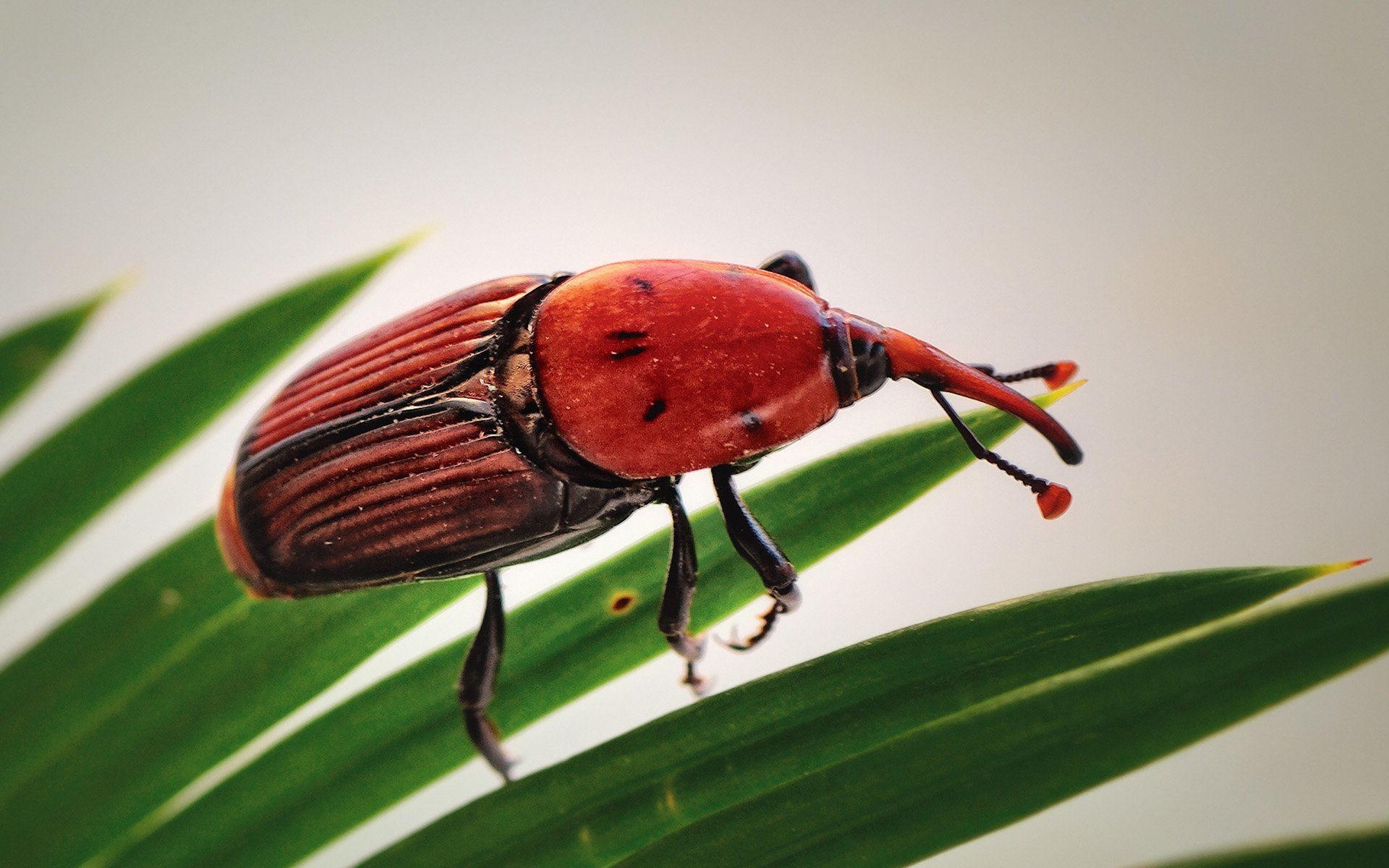kırmızı palmiye böceği