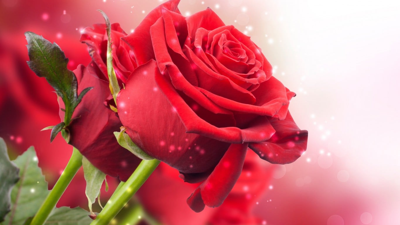 kırmızı parıltılı gül