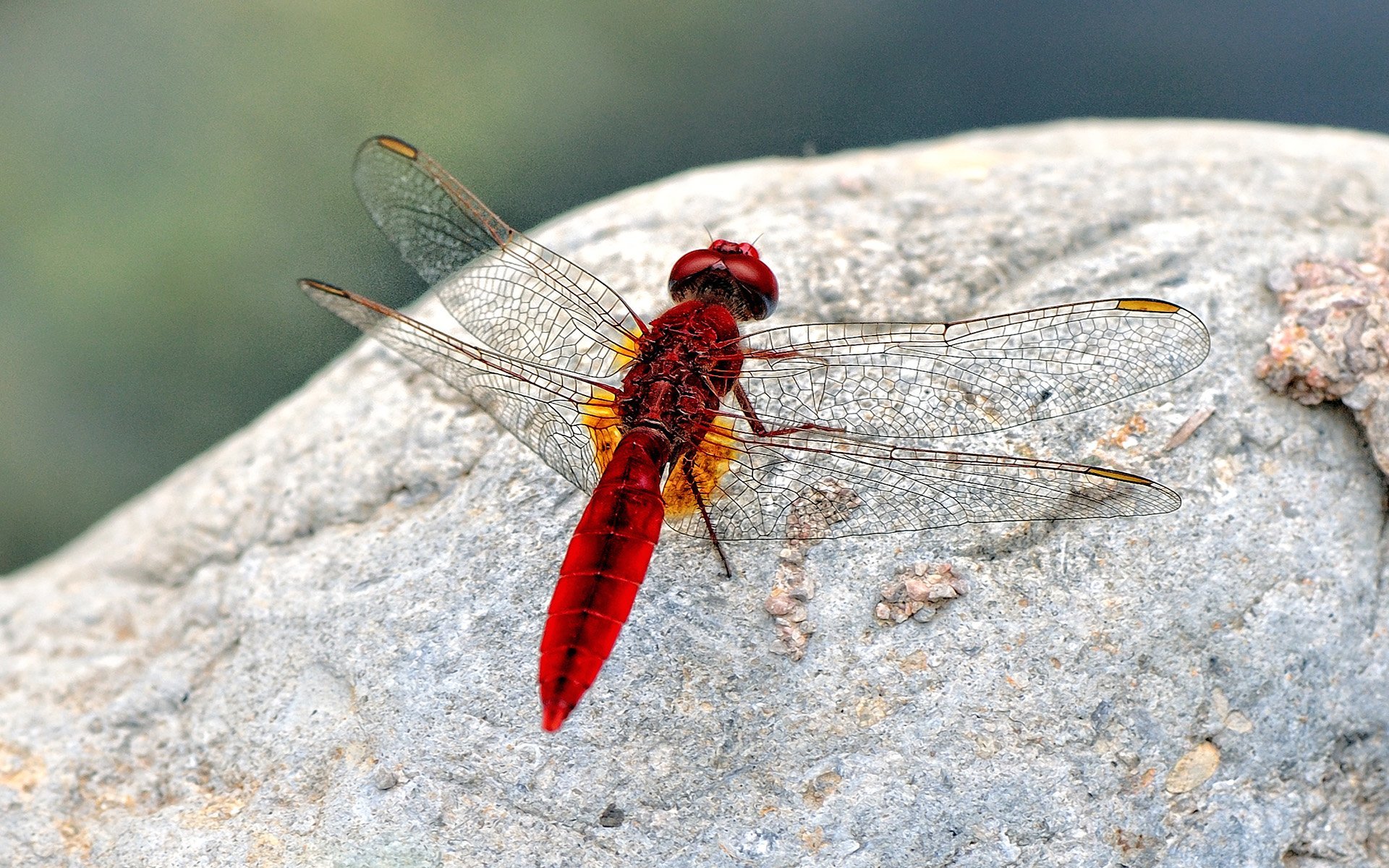 kırmızı yusufçuk taşta