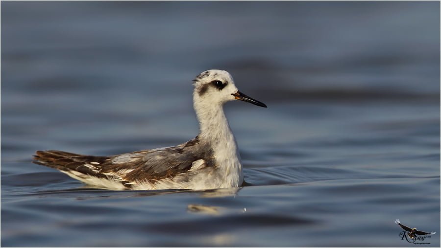 kızıl deniz düdükçünü