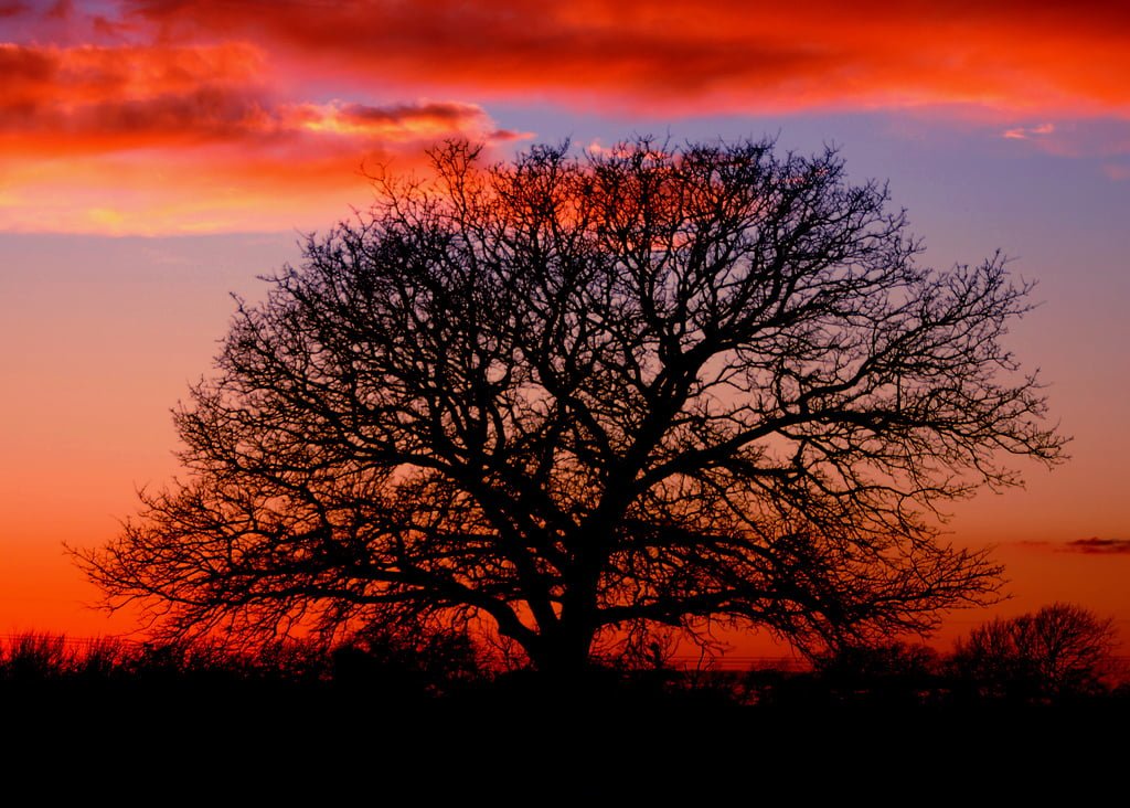 kızıl güneş ve ağaç