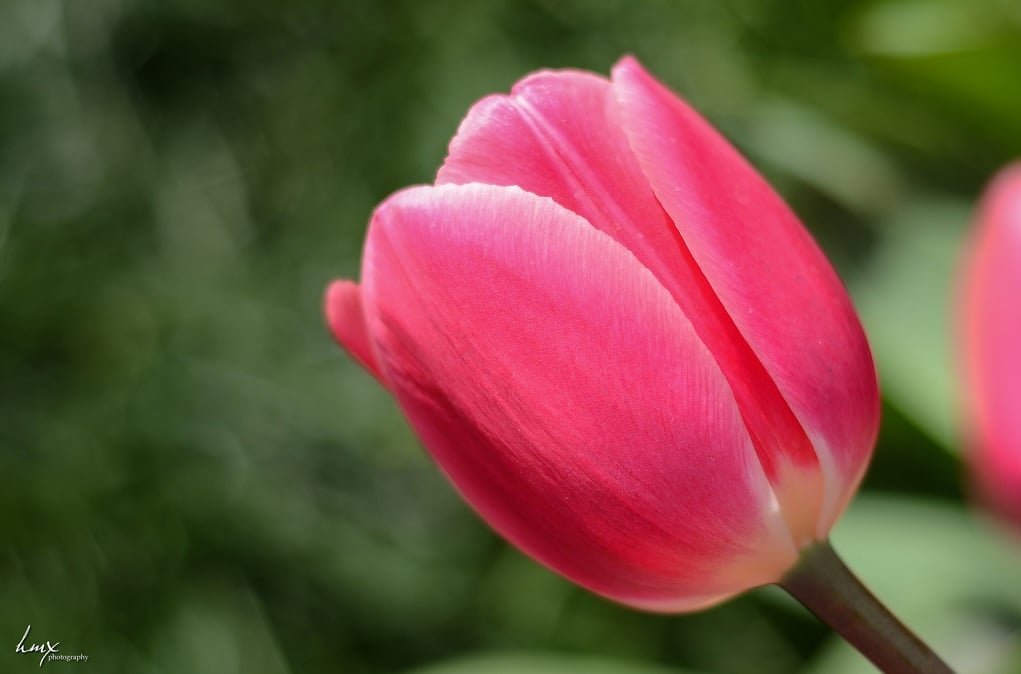 lale fotoğrafları -3